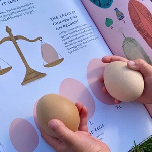 Chicken Unit Study, Backyard Chickens, Homeschool, Homeschool Curriculum, First Grade, Second Grade, Third Grade, Elementary, Fourth Grade image 7