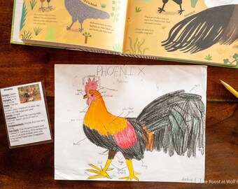 Chicken Unit Study, Backyard Chickens, Homeschool, Homeschool Curriculum, First Grade, Second Grade, Third Grade, Elementary, Fourth Grade