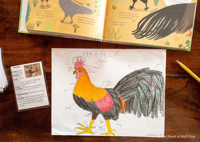 May include: A hand-drawn illustration of a Phoenix rooster with labeled body parts. The rooster is colored in shades of yellow, orange, red, black, and green. The text "PHOENIX Rooster" is written at the top of the page. The text "Helene L. The Roost at Wolf Pine" is written at the bottom of the page.