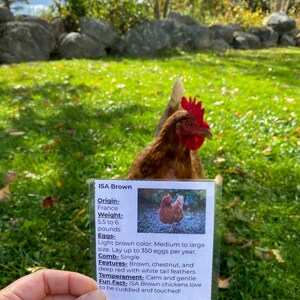 May include: A close-up of an information card about ISA Brown chickens. The card features a photo of a brown chicken with a red comb and wattles. The text on the card describes the chicken's origin, weight, egg color, comb type, features, temperament, and a fun fact.