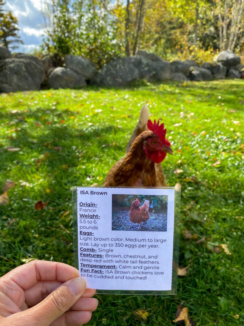 May include: A close-up of an information card about ISA Brown chickens. The card features a photo of a brown chicken with a red comb and wattles. The text on the card describes the chicken's origin, weight, egg color, comb type, features, temperament, and a fun fact.