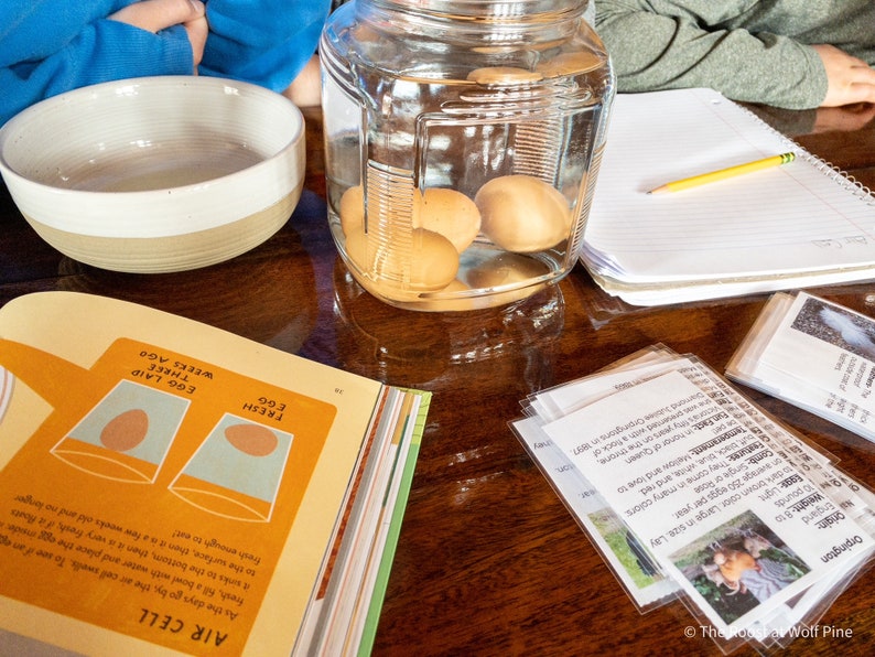 May include: A close-up of a glass jar filled with water and three brown eggs. The jar is sitting on a wooden table with a notebook, a bowl, and a book with illustrations of eggs and the text "AIR CELL" and "FRESH EGG".