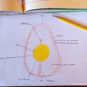 May include: A hand-drawn diagram of a chicken egg, showing the different parts of the egg, including the yolk, vitelline membrane, chalaza, fluid albumen, thick albumen, cuticle, outer shell membrane, and inner shell membrane.