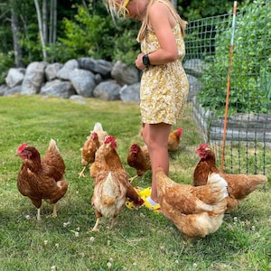 Chicken Unit Study, Backyard Chickens, Homeschool, Homeschool Curriculum, First Grade, Second Grade, Third Grade, Elementary, Fourth Grade image 9