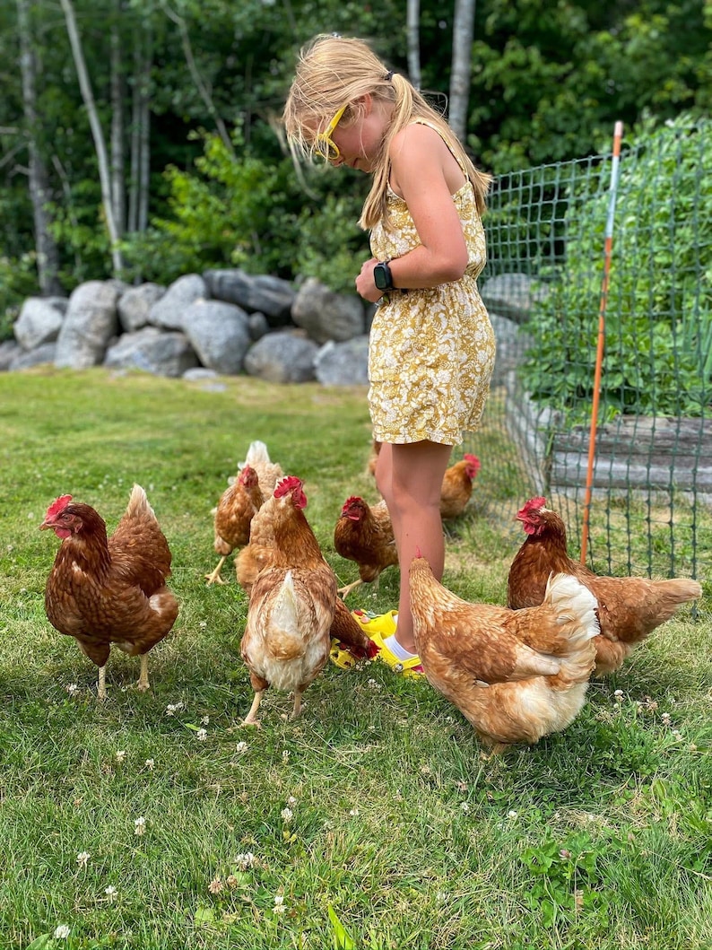 Chicken Unit Study, Backyard Chickens, Homeschool, Homeschool Curriculum, First Grade, Second Grade, Third Grade, Elementary, Fourth Grade image 9