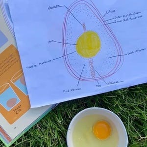 Chicken Unit Study, Backyard Chickens, Homeschool, Homeschool Curriculum, First Grade, Second Grade, Third Grade, Elementary, Fourth Grade image 8
