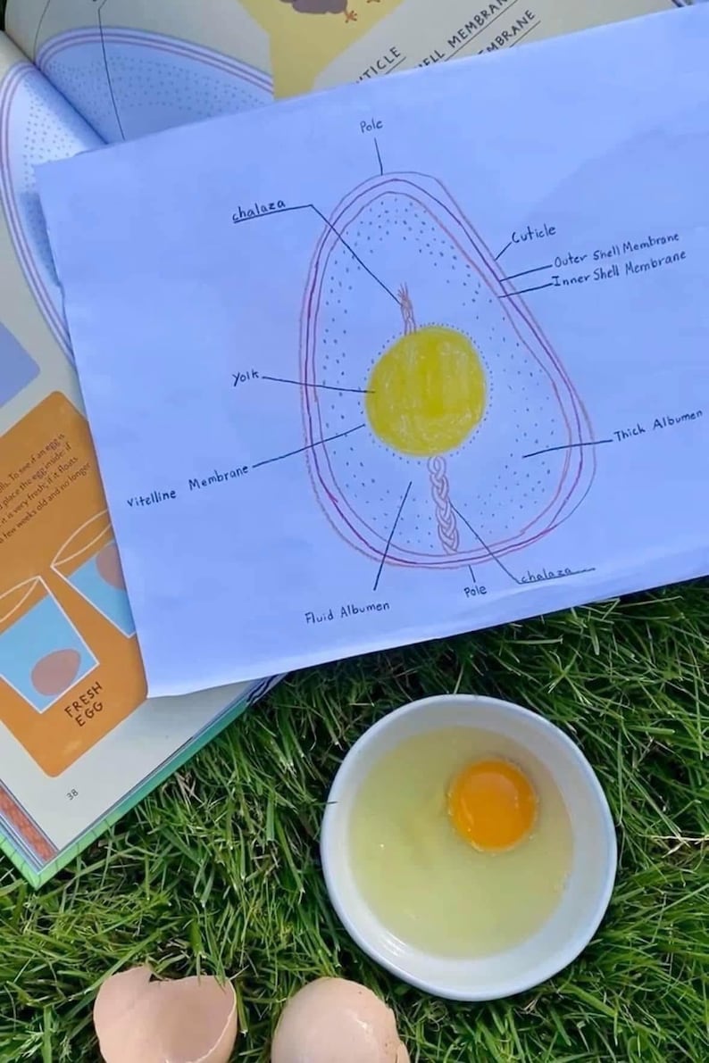 Chicken Unit Study, Backyard Chickens, Homeschool, Homeschool Curriculum, First Grade, Second Grade, Third Grade, Elementary, Fourth Grade image 8