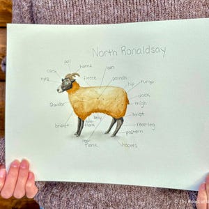 May include: Watercolor illustration of a North Ronaldsay sheep, labeled with anatomical terms. The sheep has a tan body, black legs and face, and small horns. The text "North Ronaldsay" is written above the sheep.