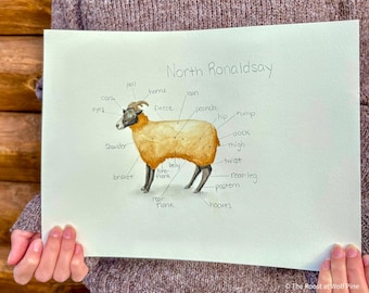 Sheep Unit Study Grade K-5: Homeschool, Home learning