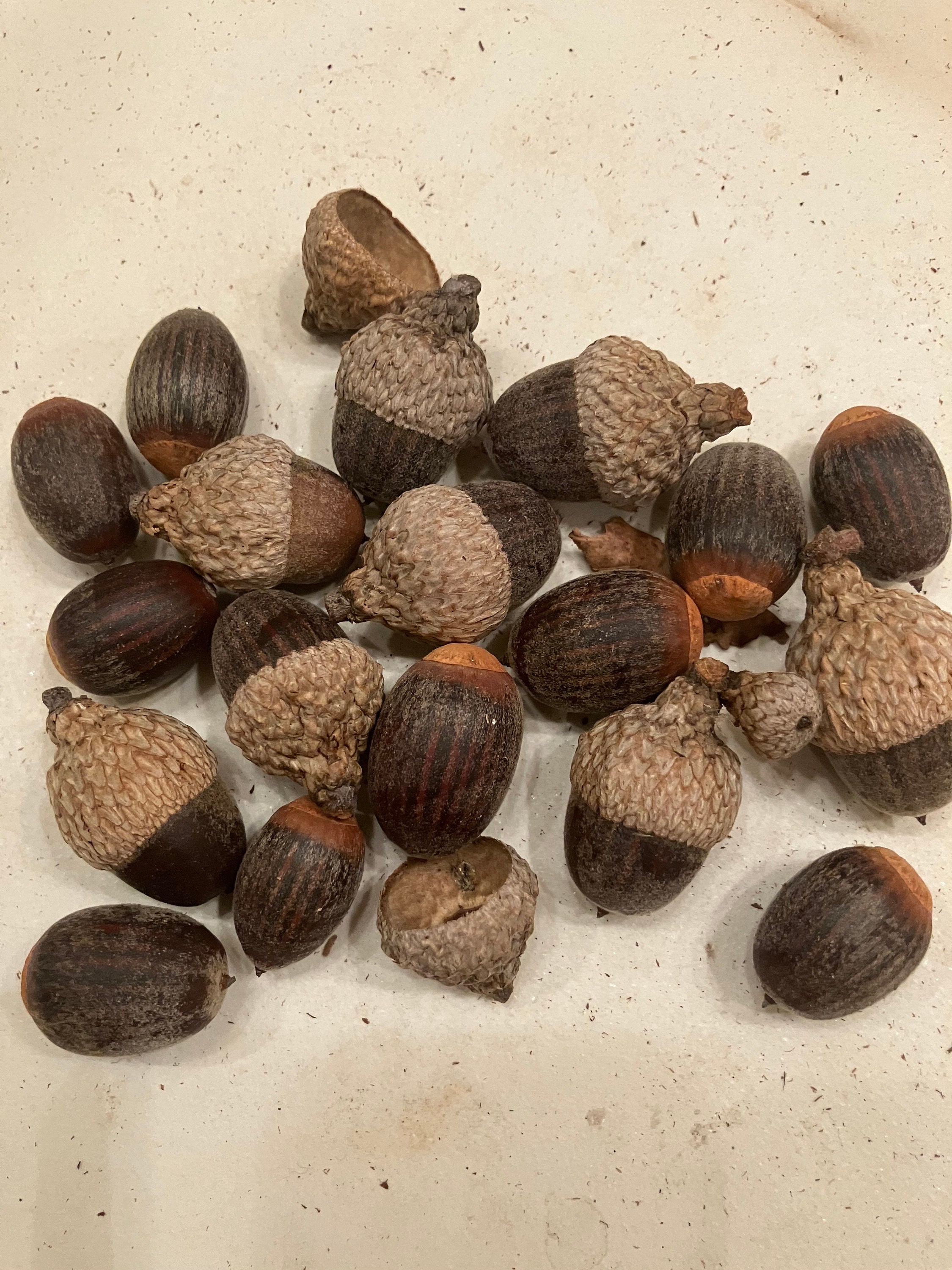 2 Dozen pregerminated Nuttall Oak Tree Acorn Seeds Float Tested Packaged With Peat Moss
