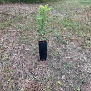 May include: A young green sapling with slender branches and oval-shaped leaves growing out of a tall, black, cylindrical plastic nursery container. The plant features a central stem with foliage distributed along its length, standing upright.