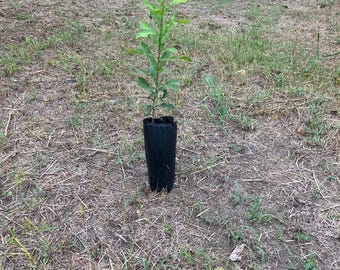 Sawtooth Oak Tree 2 ft. tall