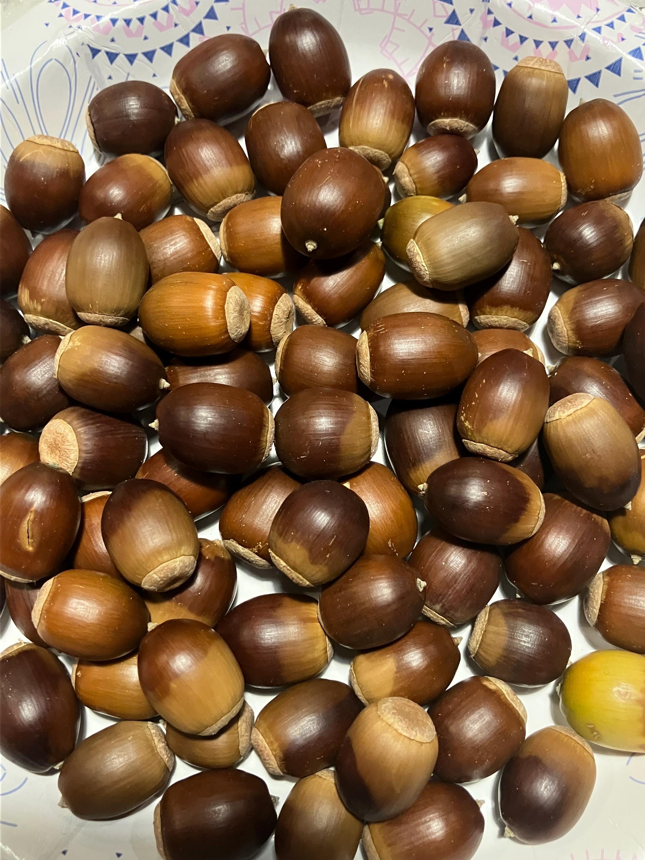 19 Sawtooth Oak Seeds (Acorns) - Quercus Acutissima - Harvested 10/2022 From 55+ Year Old Mother Tree