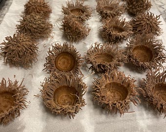 May include: A collection of brown acorn caps and acorns arranged on a white paper towel. The acorn caps have a spiky, fringed appearance, while the acorns are smooth and oval-shaped. The natural elements are likely for crafting or decorative purposes.