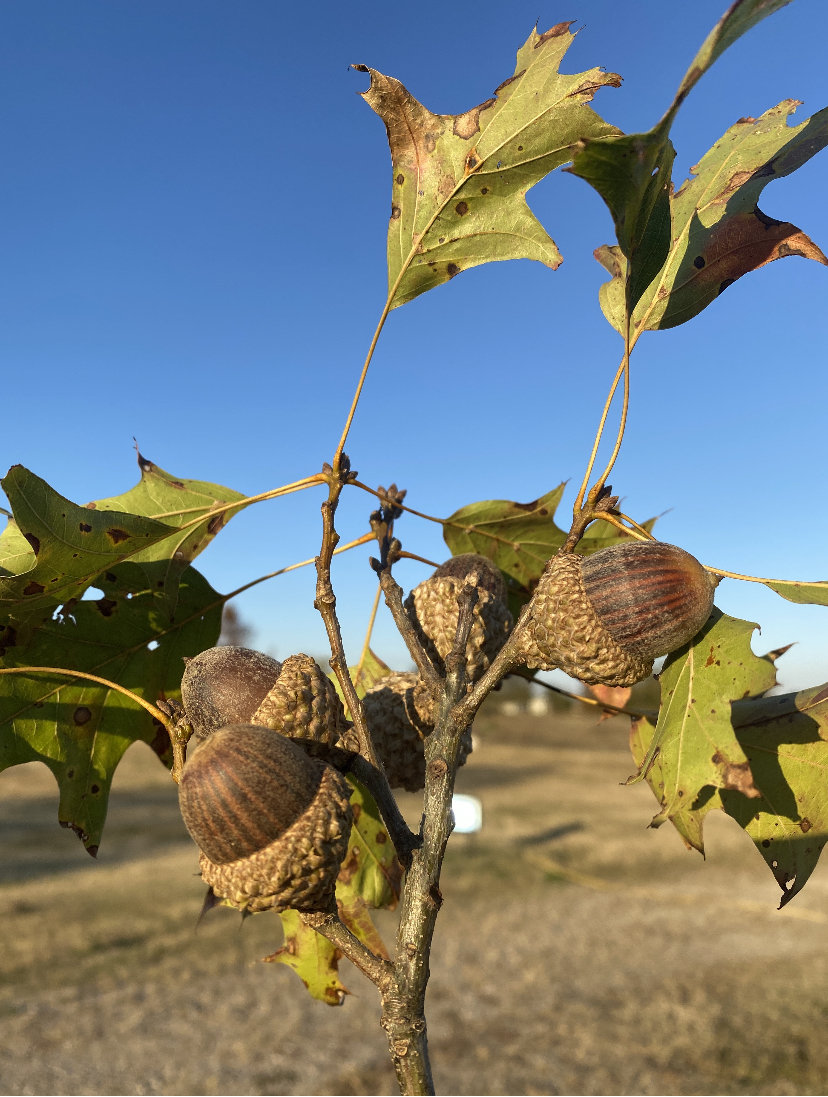 Nuttall Oak Tree Acorn Seeds 2 Dozen Just Picked Up. Nuttall Oaks Are Premium Oak Trees. Fall