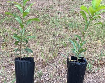 Roble de dientes de sierra de 2 pies de altura