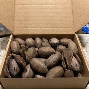 Peut inclure: Une boîte en carton remplie de noix de pécan brunes. Certaines noix de pécan sont encore dans leurs coques, révélant la noix à l'intérieur. La boîte est ouverte, montrant le contenu d'une vue de dessus. Les noix de pécan sont de tailles et de formes variées.