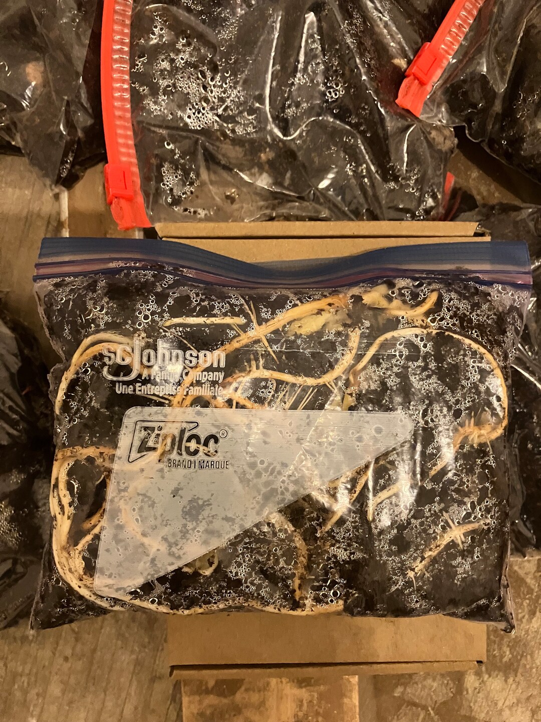 6 Nuttall GERMINATED Oak Acorns, Ready to Be Potted or Planted Etsy