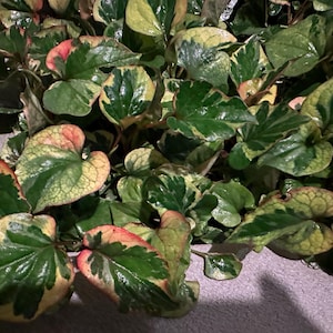 Puede incluir: Primer plano de una planta exuberante con hojas en forma de corazón. Las hojas muestran una vibrante mezcla de tonos verdes, amarillos y rojos. Las hojas brillantes de la planta crean una apariencia texturizada, lo que sugiere un espécimen sano y próspero. La planta es un elemento decorativo.