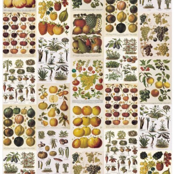 Fruit and Botanical Italian Poster Printed in Italy Heavy Weight Acid-Free Paper