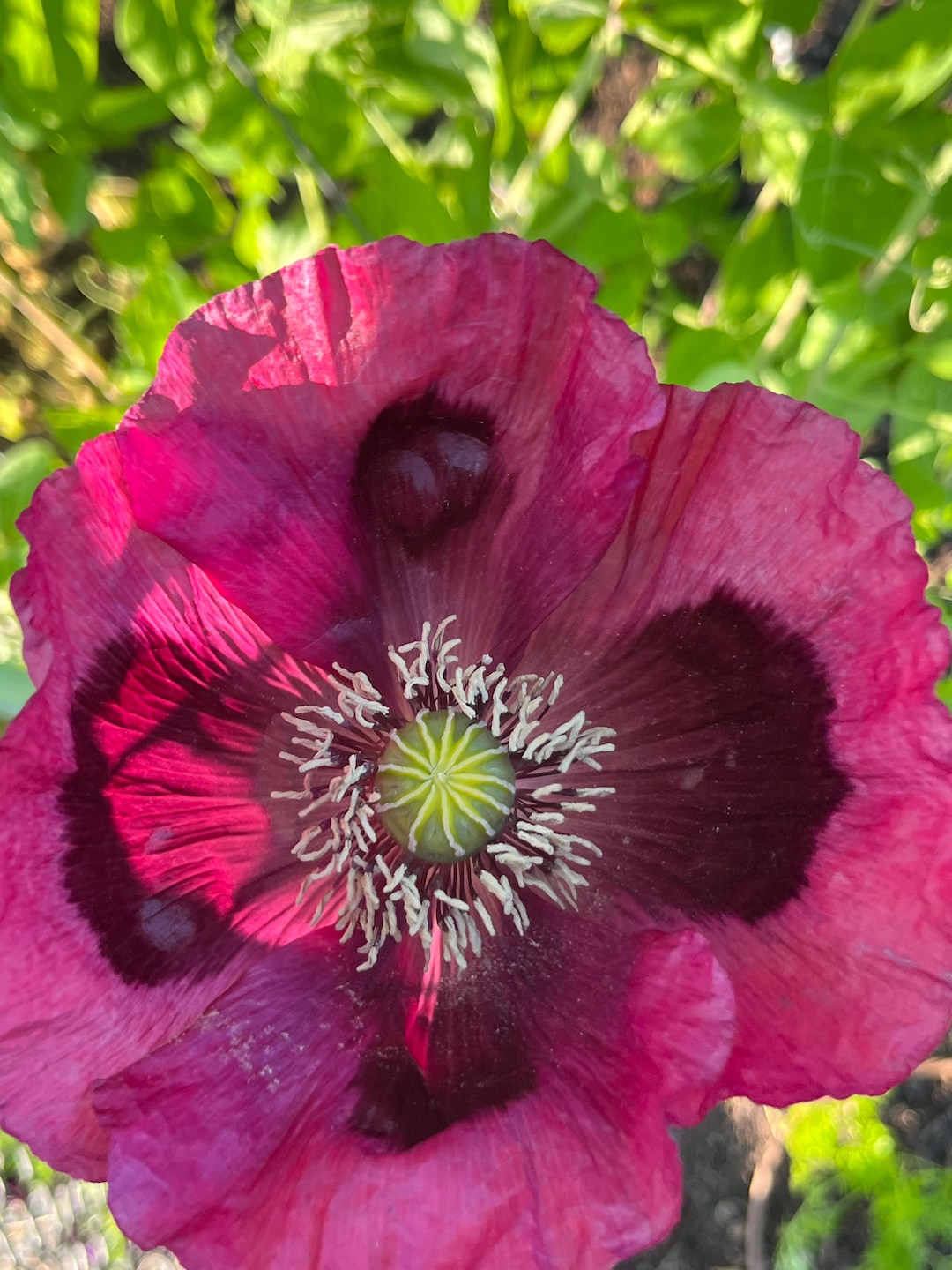 Poppy lauren s Grape Seeds Etsy poppy-lauren-s-grape-seeds-etsy