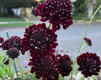 Pincushion Scabiosa "Ace of Spades"