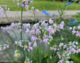 Nodding Onion seeds