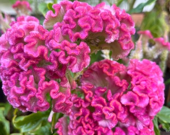 May include: Close-up of vibrant pink cockscomb flowers. The flowers have a unique, velvety texture with a ruffled, brain-like appearance. Green leaves and stems provide a contrasting backdrop. The flowers are in full bloom, showcasing their rich color and intricate details.
