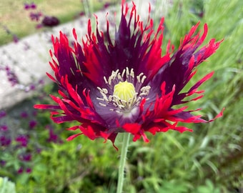 May include: A single red and purple poppy flower with a yellow center. The flower has a ruffled appearance and is in full bloom. The flower is surrounded by green foliage.