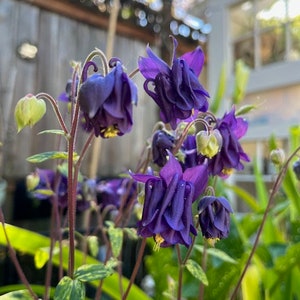 Columbine "Leprechaun Gold" (Aquilegia vulgaris)