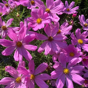 Cosmos "Sonata Dwarf" seeds