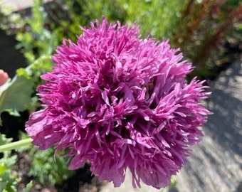 May include: A vibrant purple poppy flower with a ruffled, textured appearance. The flower is in full bloom and has a delicate, almost fluffy texture.
