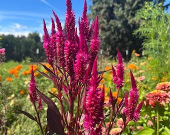 Ruby Parfait Celosia Seeds, Celosia Argentea Spicata CE0325 - Etsy