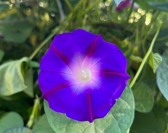 Morning Glory "Grandpa Ott"