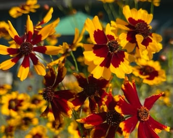May include: A cluster of yellow and red flowers with a brown center. The flowers have a unique pattern of red and yellow petals.