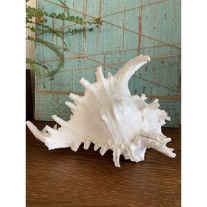 May include: A large, white seashell with a spiky, intricate design. The shell has a pointed tip and a wide, flat base.