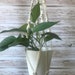 see more listings in the Macrame Plant Hanger section