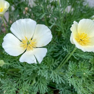 Poppy Seeds, White Linen California Poppy Seed Packet,  (50 Seeds)