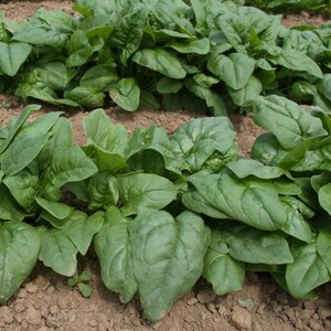 Spinach Seeds, Regiment Spinach Seed Packet Organic (50 Seeds)