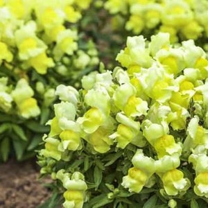 Snapdragon Seeds, Yellow Dwarf Snapdragon Seeds, Flower Seeds, Yellow Flower Seed Packet
