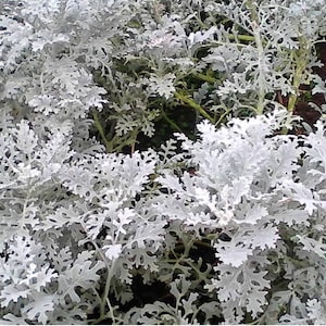 Dusty Miller Seeds, Dusty Miller Silver Dust Seed Packet (100 Seeds)