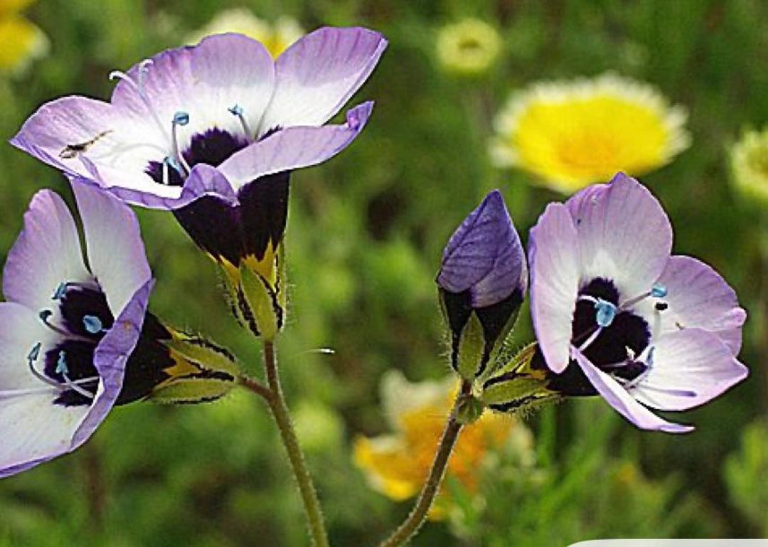 Bird's Eye Gilia Tricolor 100+ Seeds Beautiful Delicate Lavender Blooms - Walmart Supplies