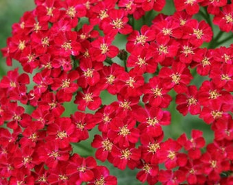 Red Yarrow Flower Seeds, Seed Packet,  Herb Seeds ( 100 Seeds)