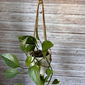 May include: A hanging plant in a white pot with green leaves and yellow accents. The plant is suspended by a beige macrame hanger. The background is a light wood-paneled wall.