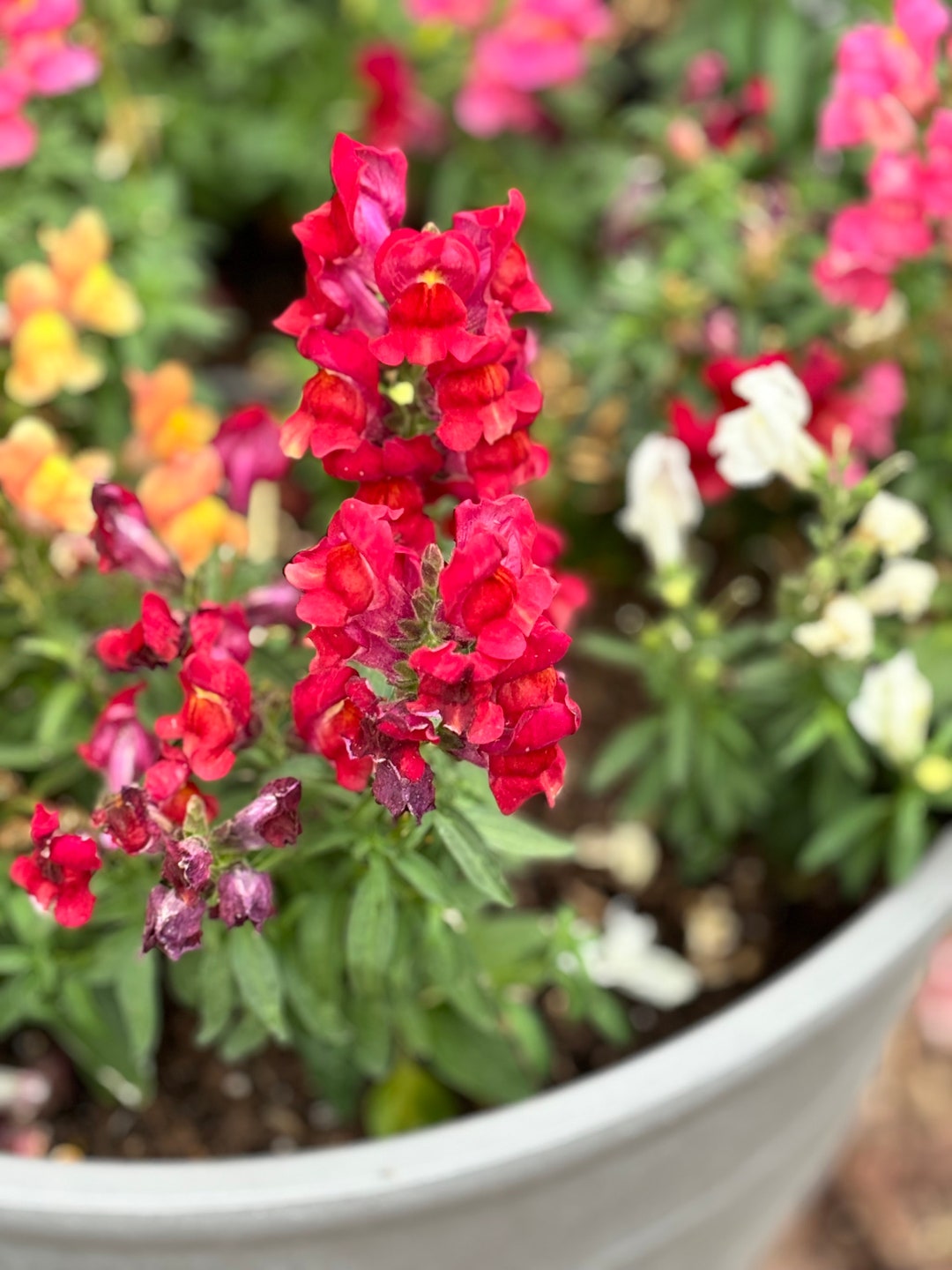 Gorgeous Snapdragon Flower Seeds Rocket Series Seeds Image for Desktop Gorgeous Snapdragon Flower Seeds Rocket Series Seeds Image for Desktop
