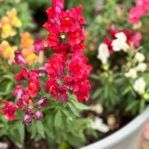May include: A close-up of a potted plant with red snapdragon flowers. The flowers are in bloom and have a vibrant red color. The plant is in a gray pot and the soil is visible.