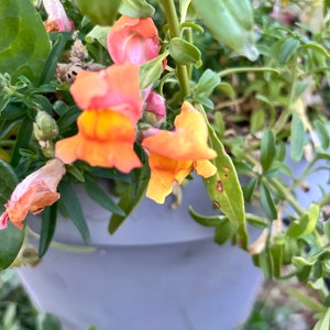 Floral Showers Apricot Dwarf Snapdragon Seeds