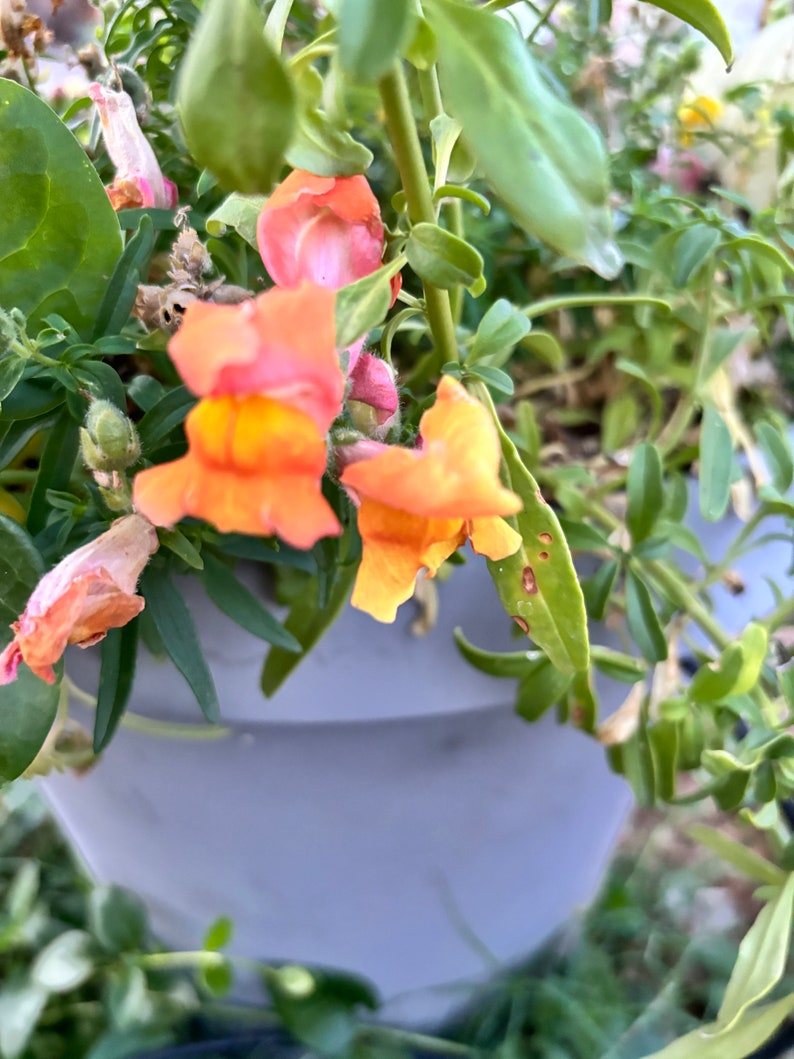 Floral Showers Apricot Dwarf Snapdragon Seeds