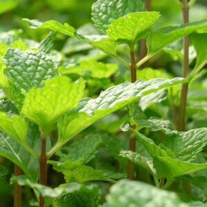 May include: A close-up of a patch of vibrant green mint plants. The leaves are lush and healthy, with a slightly textured surface. The stems are a reddish-brown color.