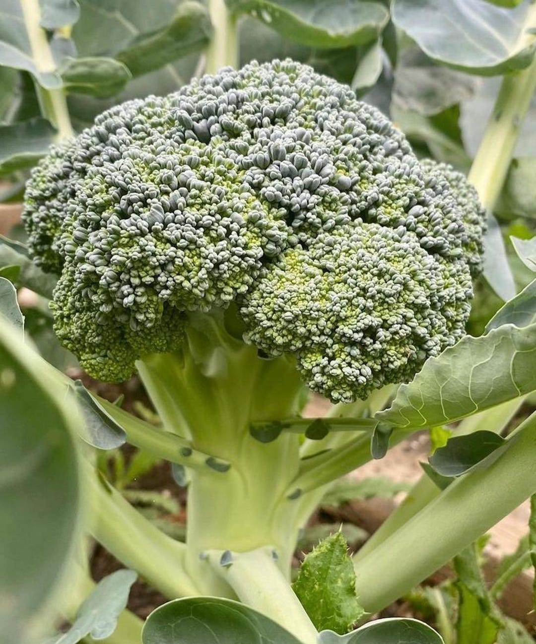 Broccoli Seeds, Waltham Broccoli Seed Packet (50 Seeds) - Etsy
